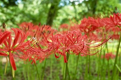 Close-up of red flowering plant on field