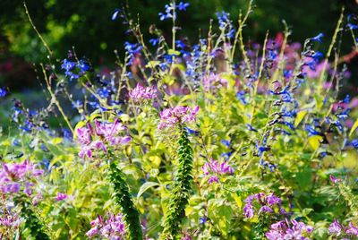 Close-up of fresh purple flowers blooming in garden