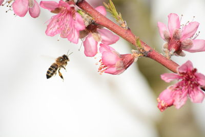 Close-up of bee pollinating on pink flower