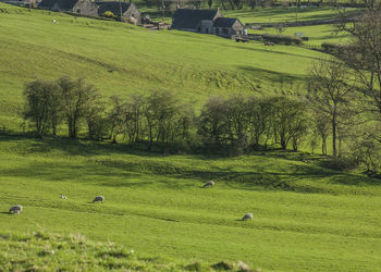 Scenic view of grassy field