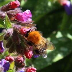 Close-up of bee on flower