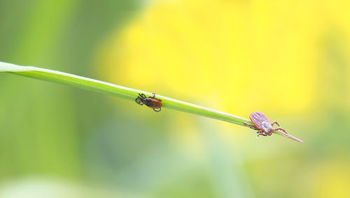 Close-up of ticks on plant