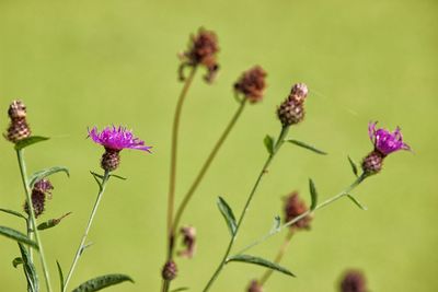 Close-up of pink flowering plants