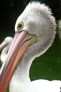 Close-up of pelican