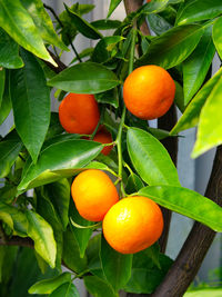 Orange fruits on tree