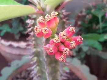 Close-up of flowers