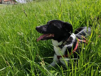 Black dog lying on grass