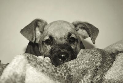 Close-up portrait of cute dog