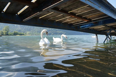 Birds in water