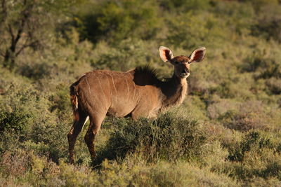 Side view of a horse on field