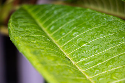Close-up of wet leaf