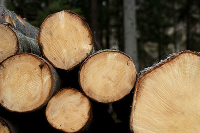 Close-up of chopped stack of logs in forest