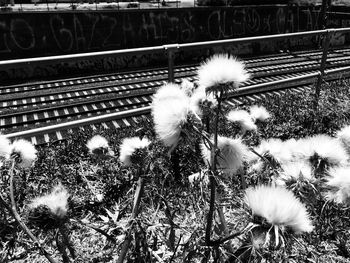 Close-up of flowers growing outdoors
