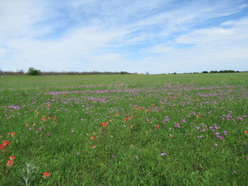 Scenic view of flowering plants on field against sky