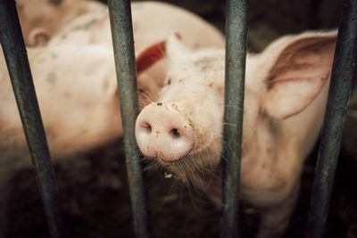 Close-up of birds in cage