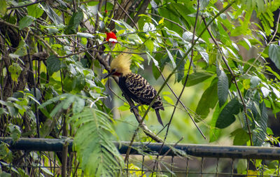 Low angle view of bird perching on branch