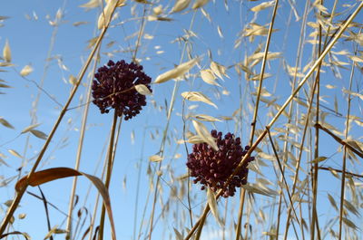 Low angle view of flowers against blue sky