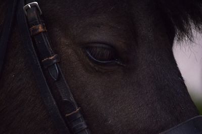 Close-up of mid adult man in stable