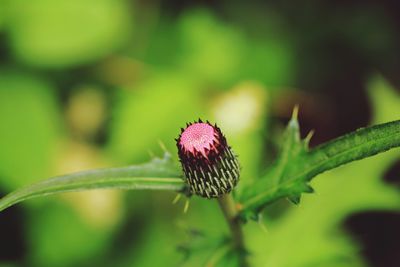 Close-up of pink flower