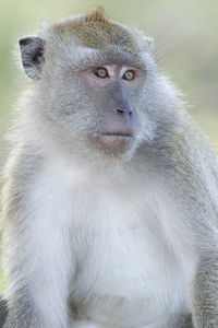 Close-up of monkey looking away