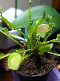 Close-up of potted plant