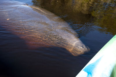 High angle view of turtle in sea