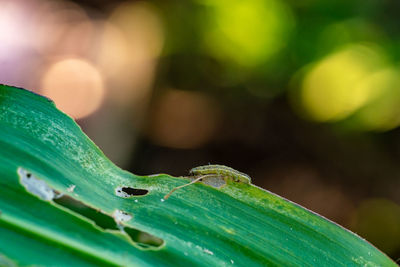 Close-up of green leaf