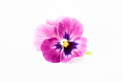 Close-up of pink flower against white background