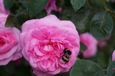 Close-up of insect on pink flower