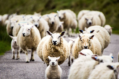 Sheep on road