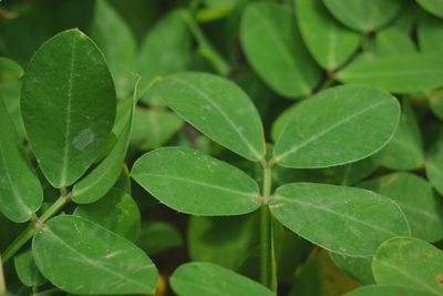 Full frame shot of green leaves