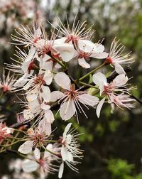 Close-up of white cherry blossom tree