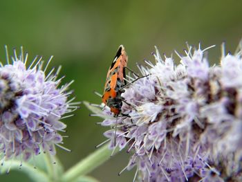 Close-up of butterfly pollinating on purple flower