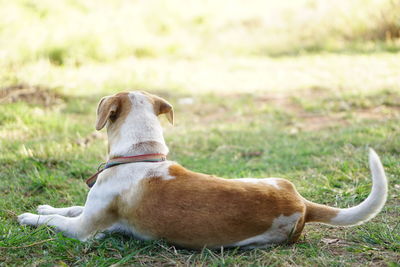 Close-up of dog lying on grass