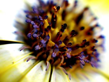 Close-up of flower