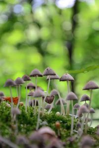 Close-up of mushrooms growing on plant