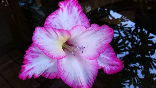 Close-up of pink hibiscus