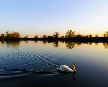 Swan floating on lake against sky