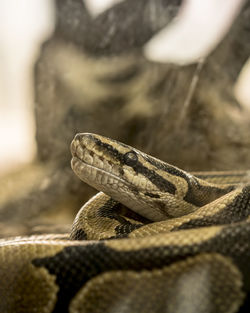 Close-up image of a snake on the ground