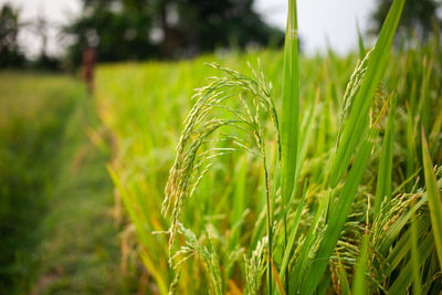 Macro view of raw rice or paddy crop field. organic agriculture for rice in india.