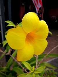 Close-up of yellow flower blooming outdoors