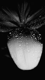 Close-up of wet flower at night