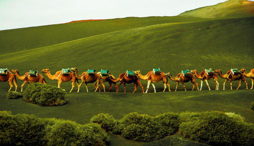 View of horses on grassy field