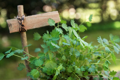 Close-up of fresh green plant