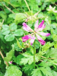 Close-up of pink flowers