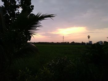 Scenic view of palm trees on field against sky at sunset