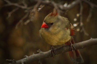 Close-up of an animal