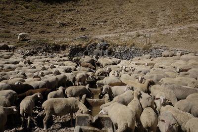 Flock of sheep grazing on landscape