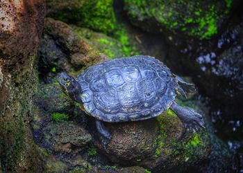 Close-up of turtle in water