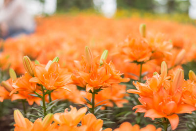 Close-up of orange flowers blooming outdoors